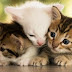 THREE KITTENS TEACHING MANUAL