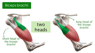 Training Guide For Maximum Biceps Development