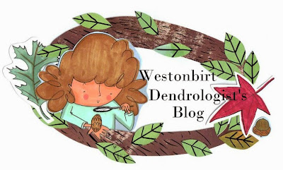 Dendrologist's Blog