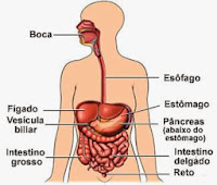 Atividades sobre o sistema digestivo (Digestório)