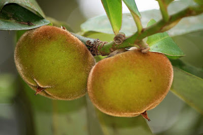 Manfaat dan Kandungan Buah Mentega Atau Bisbul