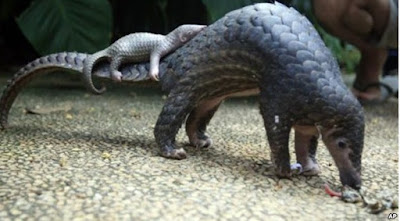 Pangolin, mammals Most Smuggled