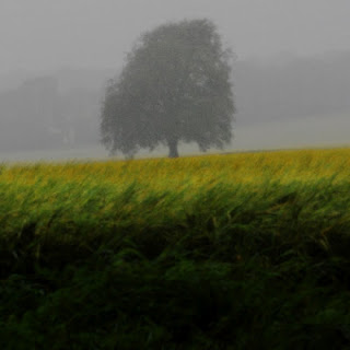 Summer Low – Rain Tree © Graham Dew 2007