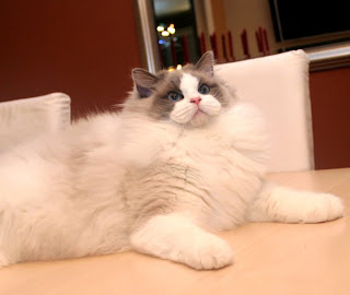 ragdoll cat breed