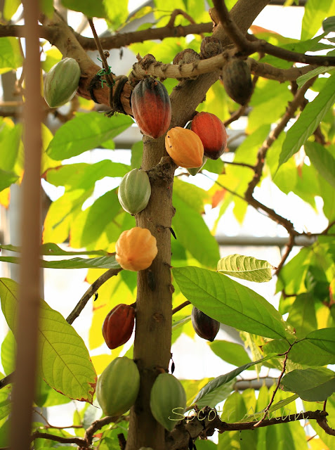 Theobroma cacao