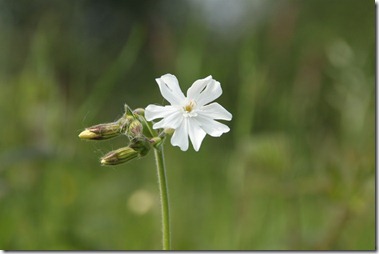 Avondkoekoeksbloem,Silene latifolia subsp. alba（学）,マツヨイセンノウ(待宵仙翁),