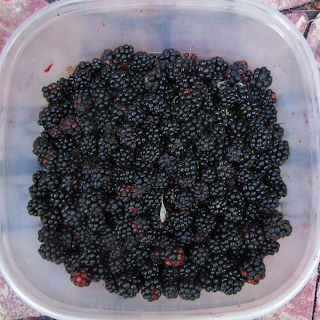 Bucket of Blackberries with Leaves and Fuzz