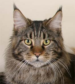 Maine coon cat lynxears Picture