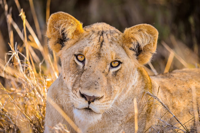 lion in tsavo east