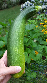 green zucchini held in front of garden patch