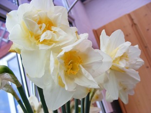 DSCF9036