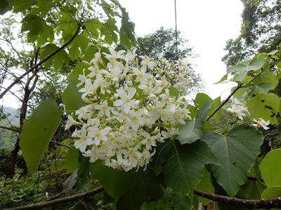 油桐雄花