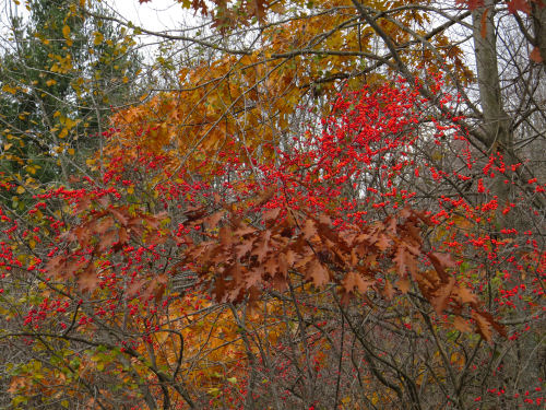 winterberry and oak leaves