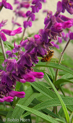 Honeybee on Mexican Sage