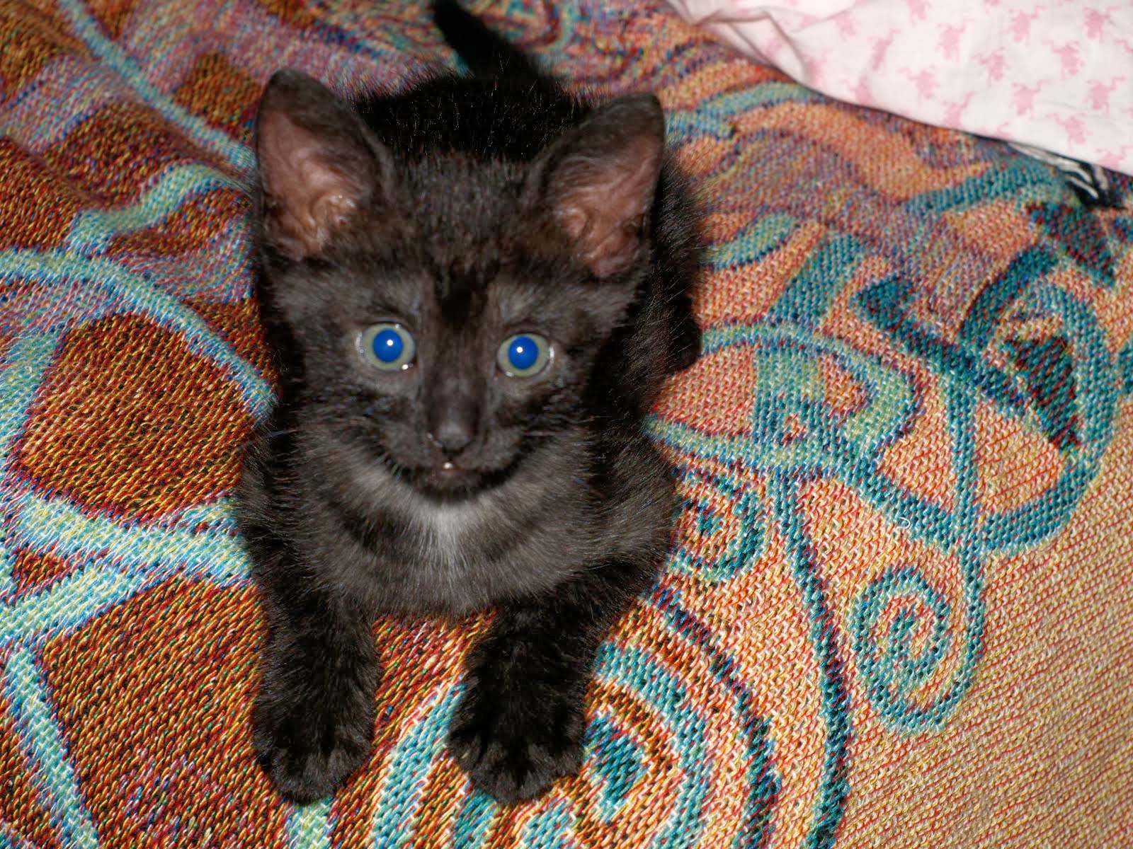 Darwin