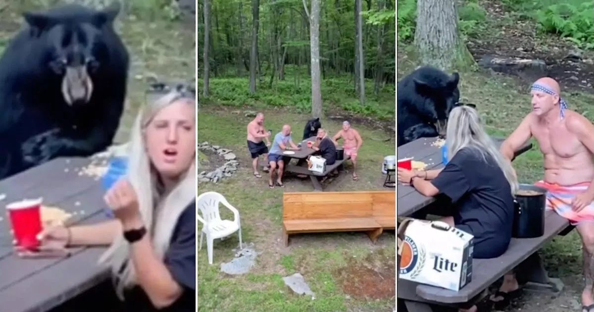 Video Shows A Wild Black Bear Sitting Down For A Picnic With A Family In Maryland