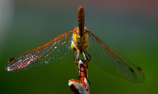 Libelle, Odonata, , Libellen, dragonfly, Libélula, libellule, Стрекоза, vaterpas, raspoloženje, либела, Libellenlarven, Libellenarten, libellenbilder, Vesilood