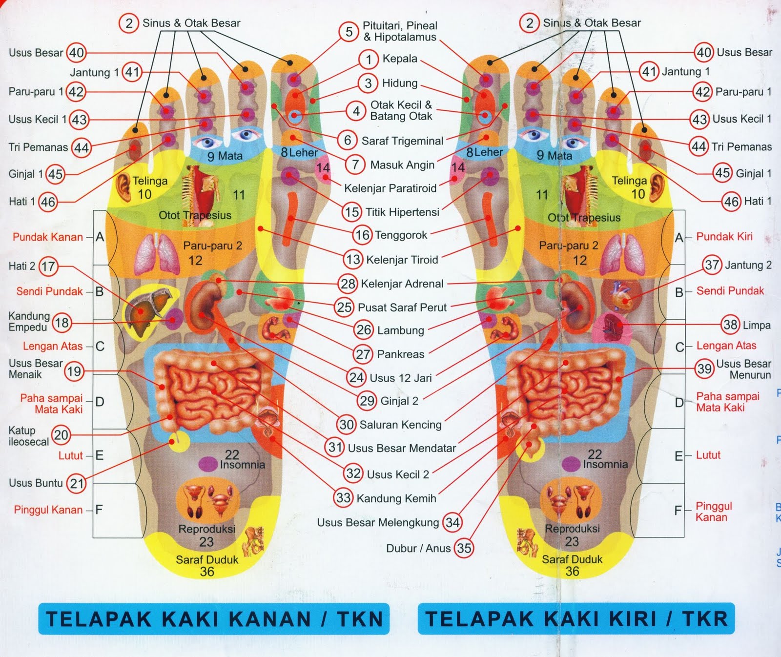 Urut Tradisional, Bekam Hijamah, Akupuntur, dan Terapi 