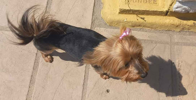 Yorkshire Terrier standing on the paving