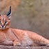 Caracal (Caracal caracal)