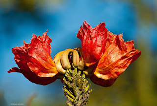 African Tulip Flower
