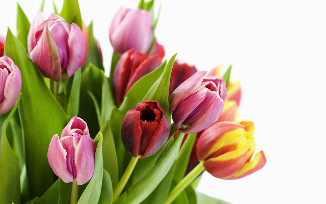 hermoso ramo de tulipanes de colores