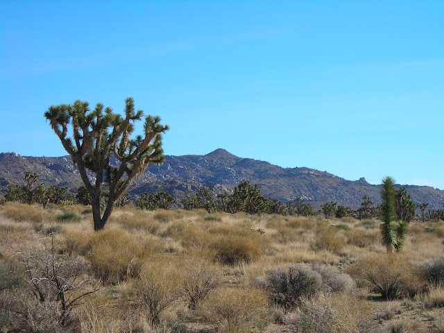 Mojave National Preserve ca 2006