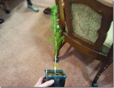 DTL Herbs
