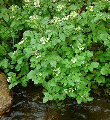 Пореч, друмче, подрумиче / Nasturtium officinale