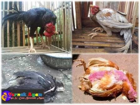 Cara Melawan Penyakit Tetelo Pada Ayam