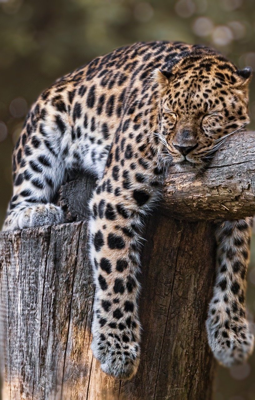 Taking a nap.