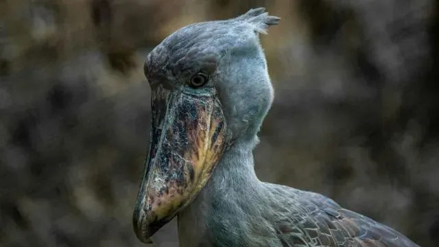 shoebill stork