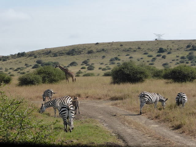 Nairobi National Park, cebras y jirafa