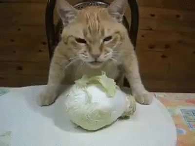 Funny Cat Gif