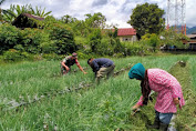 Tingkatkan Keharmonisan Babinsa Koramil 01/Lut Tawar Dukung Petani Bawang Merah.