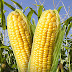 How To Planting, Growing, and Harvesting Corn