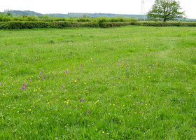 Muston Meadows, Leicestershire