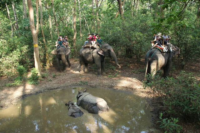 Elephant riding in Chitwan national park. Budget tours