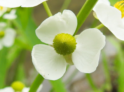 野慈姑雌花