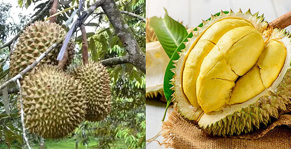 Foto Durian Montong