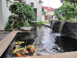 tukang kolam ikan koi