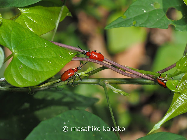 キイロクビナガハムシ