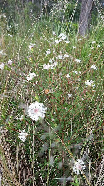 Wild native flowers in Tahmoor!