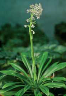 Ипсиландра юньнаньская разновидность фансипанская (Ypsilandra yunnanensis var. fansipanensis)