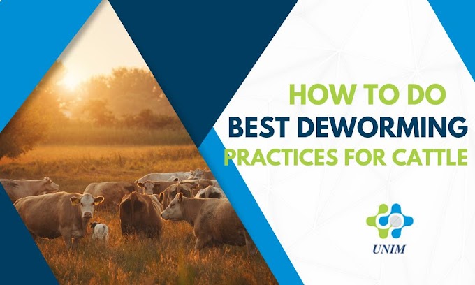 How To Do Best Deworming Practices for Cattle