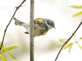 Yellow-Rumped Warbler