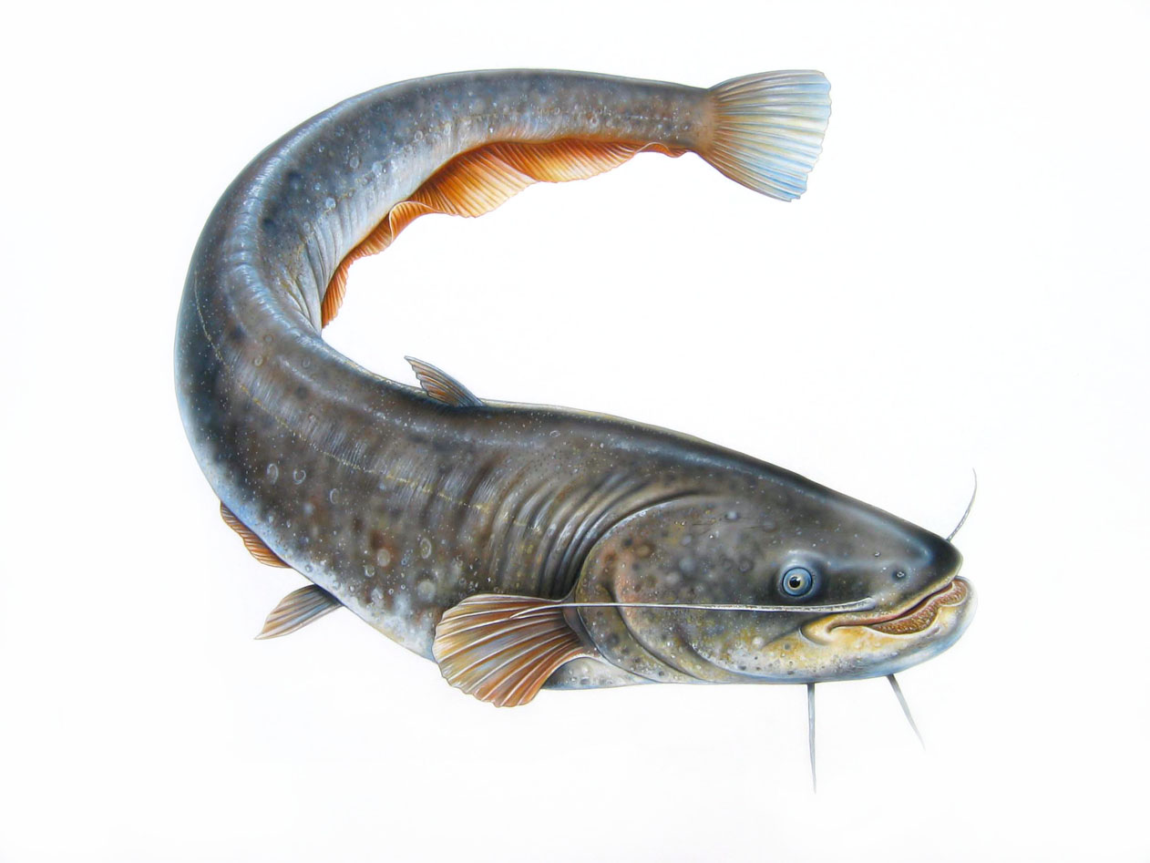 Gambar Kartun Ikan Patin Sobponsel