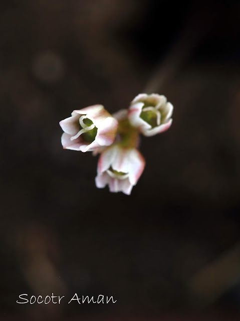 Allium monanthum