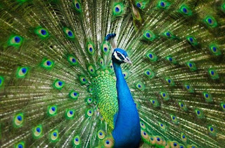 image of a dancing peacock