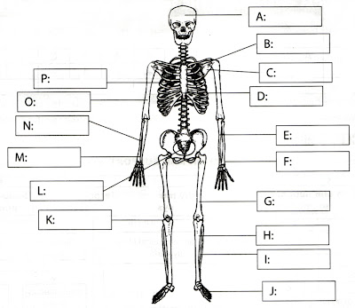 human skeleton labeled. THE HUMAN SKELETAL SYSTEM